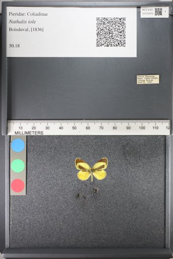 Media type: image;   Entomology 123472